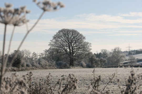 Icy Landscape