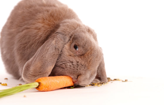 Osterhase mit M&ouml;hre