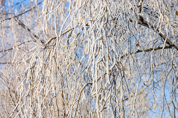 winter snow branches of tree on a blue sky background