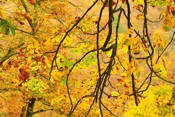 Kastanienlaub - buckeye leaf cluster 02