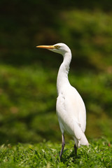 White cattle egret bird on the ground
