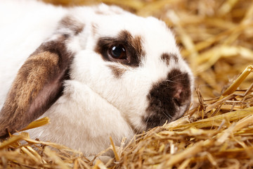 Fototapeta premium Osterhase
