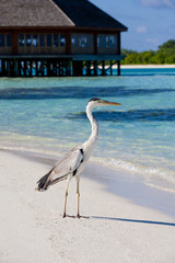 Live in Paradise