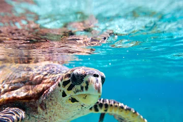 Zelfklevend Fotobehang Schildpad Karetschildpad zeeschildpad