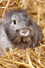 Zwergkaninchen im Stroh