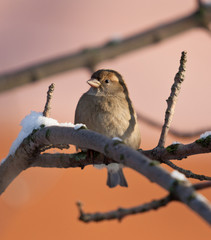 Portrait of a sparrow