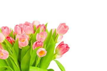Tulips isolated on white background