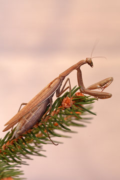 Amantide religiosa