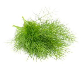 Bunch of Fresh Fennel Isolated on White Background