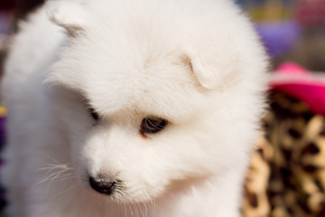 Samoyed