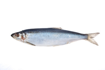Herring