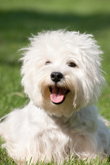 West highland white terrier