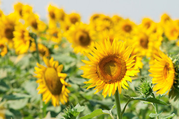 Beautiful sunflower closeup