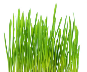 Fototapeta na wymiar Fresh spring green grass isolated on white background