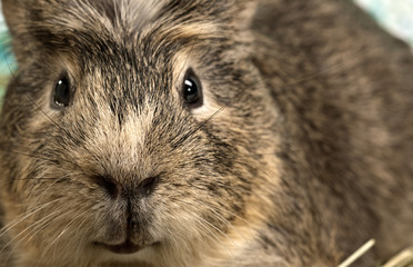funny cavia making a face