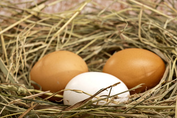 three chicken eggs into the nest still-life