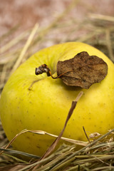 ripe tasty apple in grass