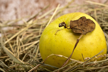 ripe tasty apple in grass