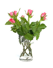 Bouquet of pink roses over white background