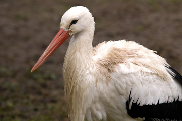 Storch