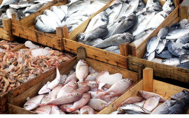 Fresh Fishes in the Market
