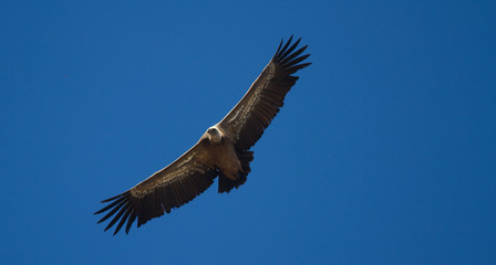 Flying Griffon Vulture