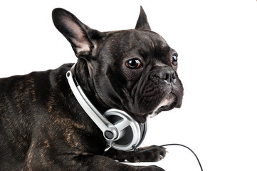 dog in earpiecess