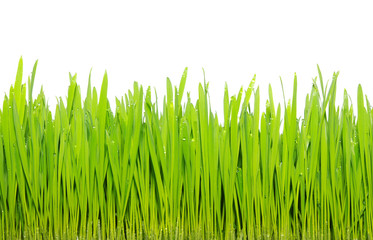 Fototapeta premium grass