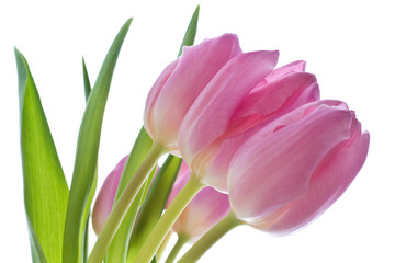pink tulips