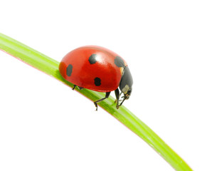 ladybug