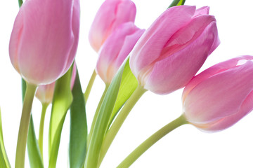 pink tulips