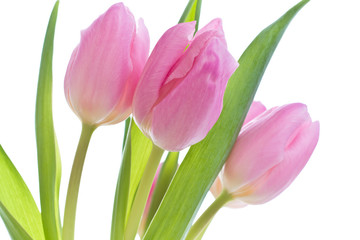 pink tulips