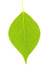 green leaf