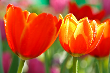Colorful tulips in open garden