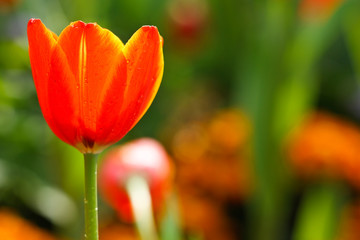 Colorful tulips in open garden