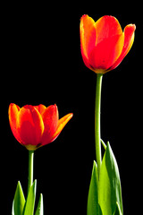 Fototapeta premium Colorful tulips in open garden