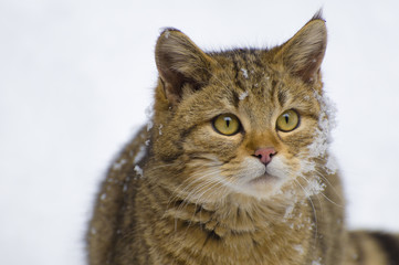 Wildkatze im Schnee