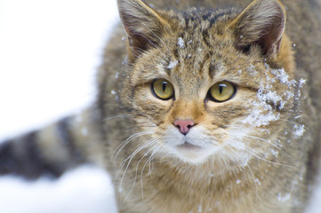 Wildkatzenportrait © Stefan Simmerl