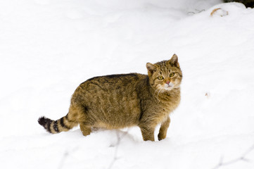 Wildkatze im Schnee