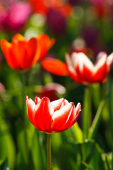Colorful tulips in open garden