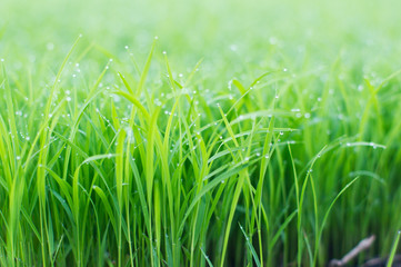 dew on top of green grass