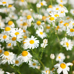 Fototapeta premium field with daisywheel