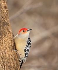 Red-bellied Woodpeckek, Melanerpes carolinus