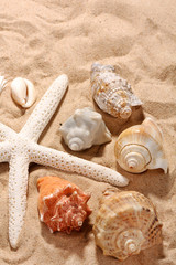 shells on the beach