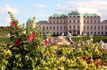 Pink and white Malvas in Belvedere garden in Vienna
