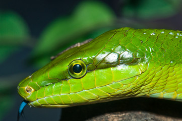 Closeup of green snake