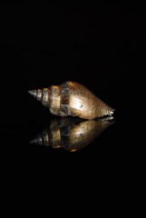 Muschel