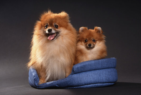 Le spitz allemand : le standard | Société Centrale Canine