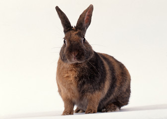 lapin nain sur ses gardes