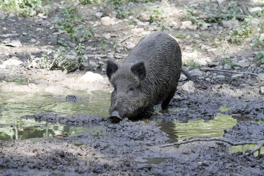 Wildschwein in der Suhle